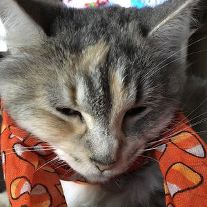 Meet your Posher, Priscilla